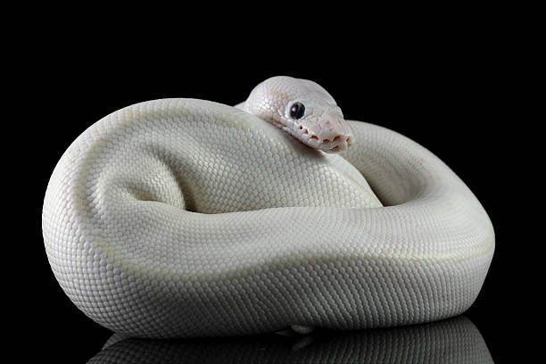 Real blue eyed leucistic ball python with clean white coloration