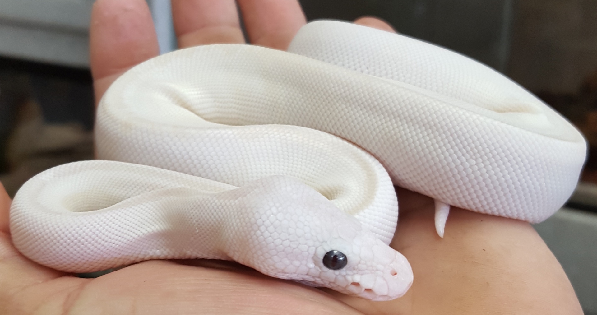Representative clean, bright ball python photo used for Desert Ghost / Hypo project direction
