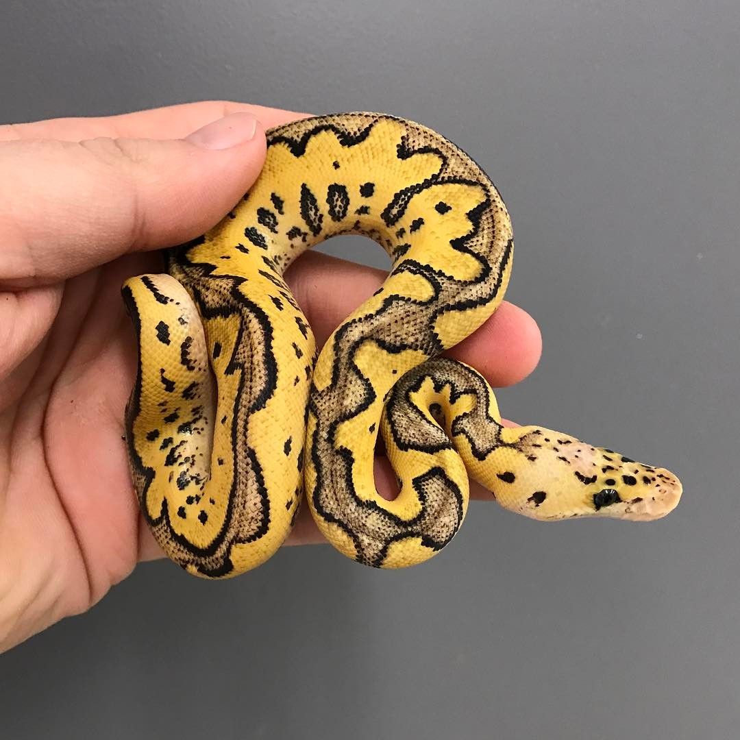 Real clown ball python with bright yellow coloration and bold black patterning